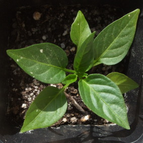 Capsikum Pfefferoni Jungpflanze