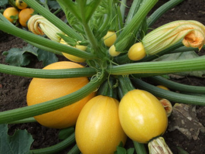 2015 07 19 Zucchini gelb Fruechte GVA CLeroy2021